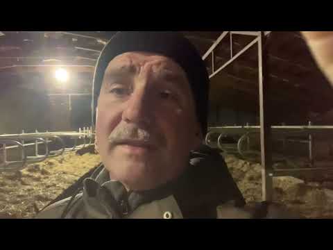 Видео: Голштины-айрширы, нетели:купить или вырастить?