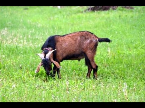 Видео: Козы в подсобном хозяйстве Руськиных