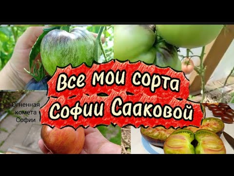 Видео: Все мои сорта Софии Сааковой.