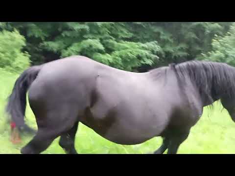 Видео: 🐎🐎Табун Юри на полонині🐎🐎