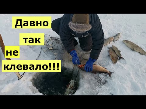 Видео: Давно, так не клевало!!!