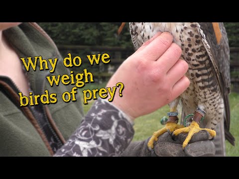 Видео: Основы соколиной охоты | Введение в контроль веса