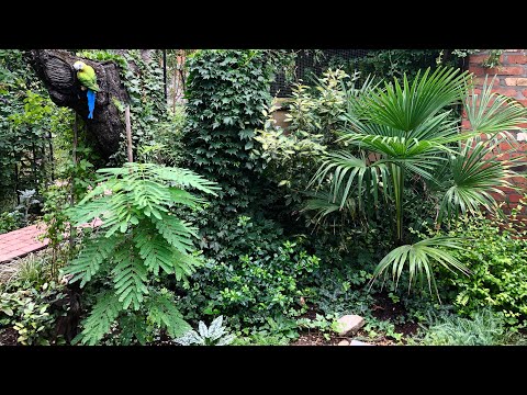 Видео: Пальмы в Ростовской области. Прогулка по тропической части моего сада🌴