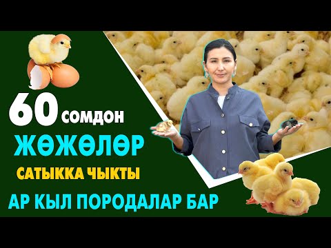 Видео: Ой-Боой! ЖѲЖѲЛѲР ѳтѳ АРЗАН сатыкка ЧЫКТЫ ~ Издеген ПОРОДАЛАР жана жем, брудер, суу, идиштер да бар