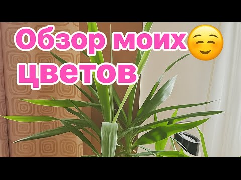 Видео: Обзор всех моих цветов!