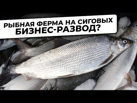 Видео: ТРУДНЫЙ БИЗНЕС. Почему Самый ПОЛЕЗНЫЙ Вид Рыб так СЛОЖНО Выращивать в  УЗВ?