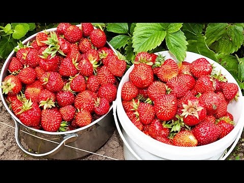 Видео: 82.Клубника. Как заложить грядку только из женских кустов.