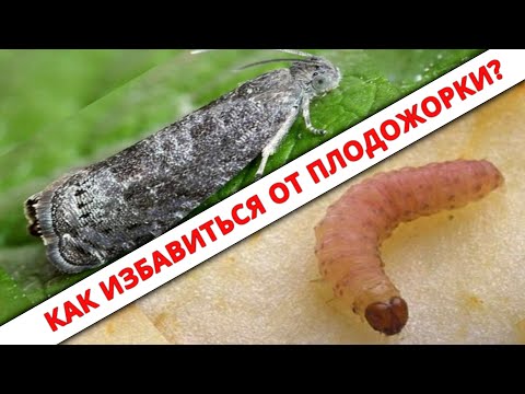 Видео: Как эффективно, дёшево и быстро избавиться от плодожорки? Действовать нужно сейчас!