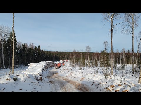 Видео: Лучше бы я  сидел дома. Очень долгая погрузка. #маз #лесовоз