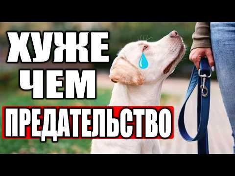 Видео: 17 Поступков, Которые Собаки НИКОГДА Не Забывают!