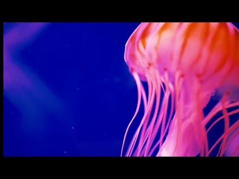 Видео: Не можешь уснуть ? Заходи...