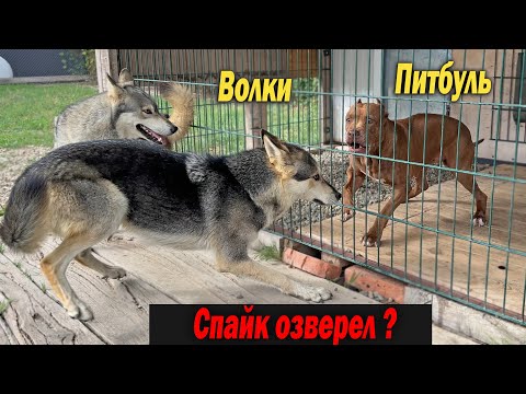 Видео: Питбуль Спайк в ярости !! Волки Луна и Тайра зашли в гости к Питбулям Мусе и Спайку. ВОлк vs Питбуль