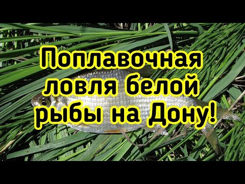 Видео: ПОПЛАВОЧНАЯ ловля белой рыбы в ПРОВОДКУ с берега на реке ДОН!