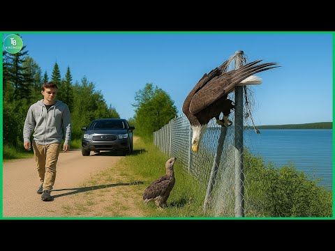 Видео: Животные, просящие людей о помощи и доброте, сняты на камеру! Лучшие моменты 2025 года #94