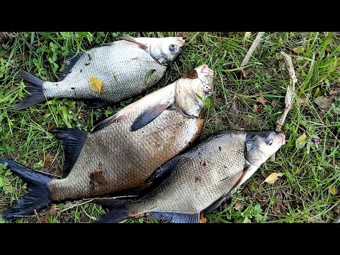 Видео: Рыбалка на озере Ломпадь !!! (02 07 2024г)