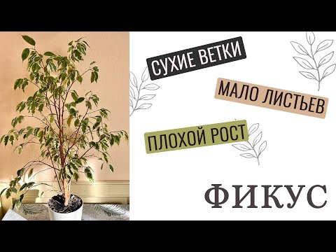 Видео: №50. Как сделать фикус пушистым? Минимальная обрезка, а результат уже через 2 месяца!