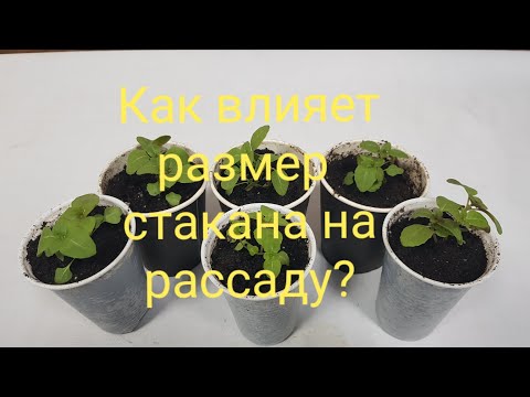 Видео: Годеция. ч. 4. Эксперимент! Пикировка рассады, выращенной из семян. Лучший личный опыт.