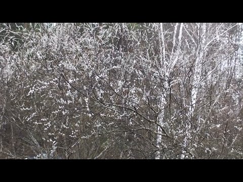 Видео: Разбираемся с ивовыми вместе. Часть 2, желтая и красная шелюги и верба прутовидная.
