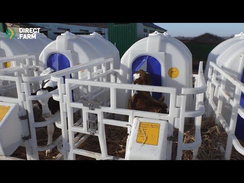 Видео: Содержание телят в индивидуальных домиках