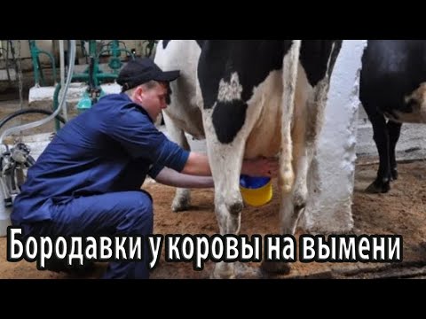 Видео: Бородавки у коровы на вымени эффективное лечение
