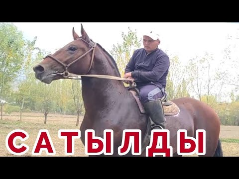 Видео: Чемпион САТЫЛДЫ ✊️