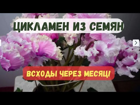 Видео: 🌱 Цикламены из семян за месяц! 🚀 Советы, которые действительно работают