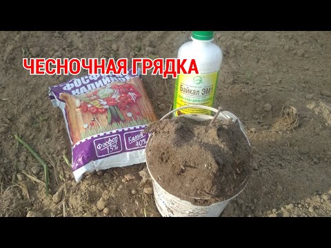 Видео: Готовим грядку под озимый чеснок