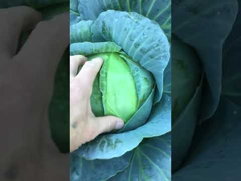 Видео: Агрессор-проверенный гибрид с плотными кочанами. #капуста #Агрессор #огород  #шортс  # урожай