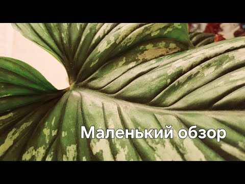 Видео: Немного прошлись по полочкам