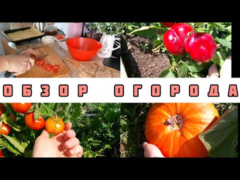 Видео:  СХОДИЛИ ПО МАГАЗИНАМ🛍️НЕБОЛЬШОЙ ОБЗОР ОГОРОДА 🏡 ПРИГОТОВИЛА ВКУСНЫЙ УЖИН🍴