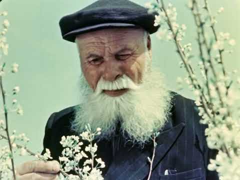 Видео: Сады на земле таёжной, часть 1, 1960