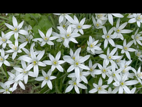 Видео: Июнь в Саду 16 июня 2025 часть 2