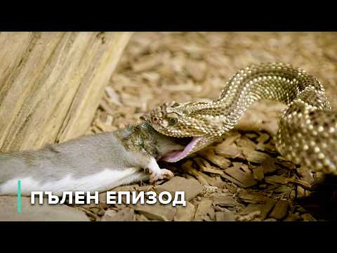 Видео: Малки, но смъртоносни: майстори на прикритието и оцеляването | Нападение и защита 103+104