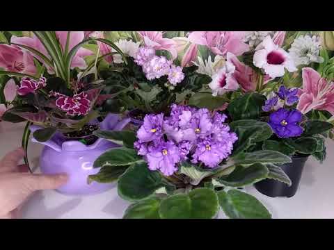 Видео: Фиалка не цветёт. Что делать?