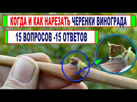 Видео: 🍇 Когда и как НАРЕЗАТЬ ЧЕРЕНИ ВИНОГРАДА для укоренения и прививок. Как выбрать, нарезать, проверить