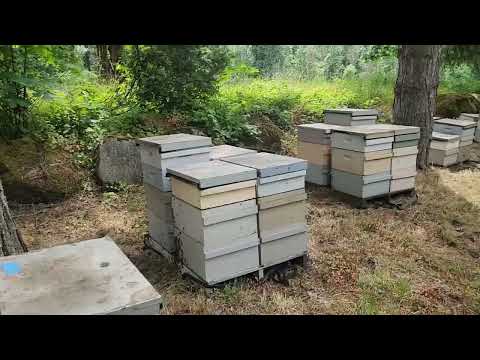 Видео: Цветет жолтая акация