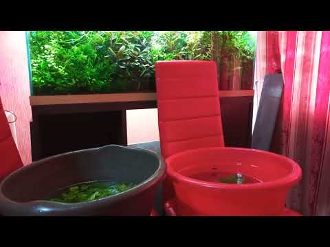 Видео: Аквариум 200 литров , немного прополки