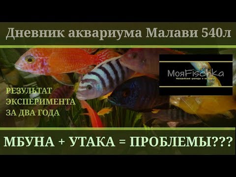 Видео: МБУНА+УТАКА=ПРОБЛЕМЫ?(результат эксперимента)