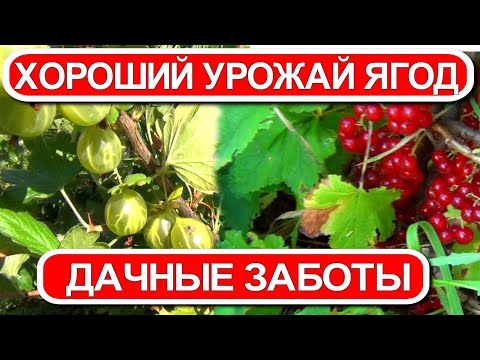 Видео: ХОРОШИЙ УРОЖАЙ ЯГОД. ДАЧНЫЕ ЗАБОТЫ