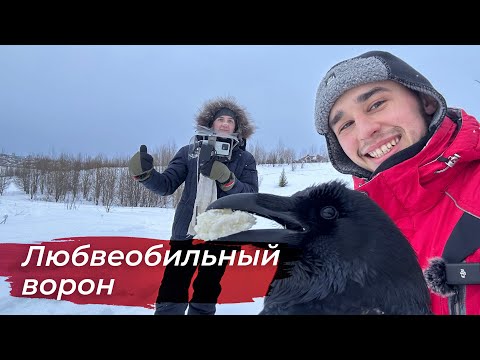 Видео: Музыкальный ворон! Поздравляем с 8 марта!
