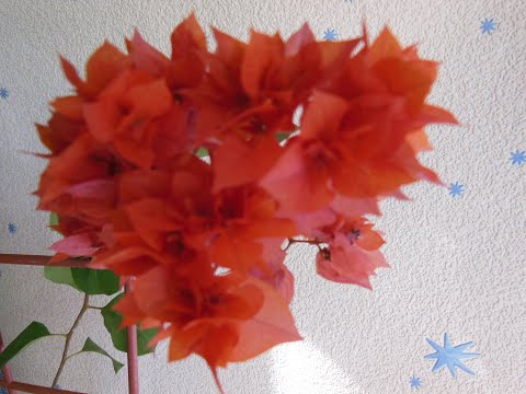 Видео: Цветение Бугенвиллии всех поразило. Выращивание, уход.