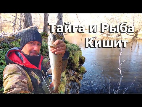 Видео: Рыбалка в таёжной реке. Хариус ленок гнут удочку в дугу. Осенний жор рыбы.