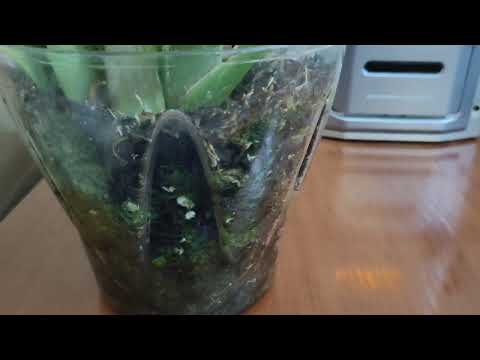 Видео: Выращивание Камбрии в закрытой системе