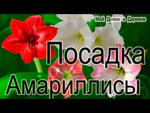 Видео: Как посадить гиппеаструм! Чем обработать луковицы!