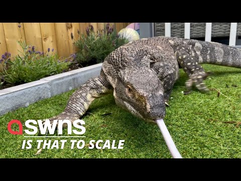 Видео: Знакомьтесь, Рекс — 18-килограммовый варан, который живёт в семье из четырёх человек и даже выход...