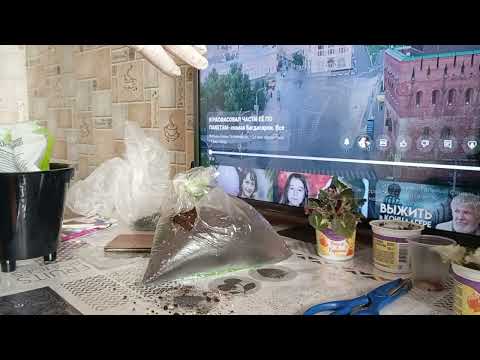 Видео: Грядка из фиалок.