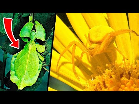 Видео: Невидимые Животные, Которые Поразили Учёных