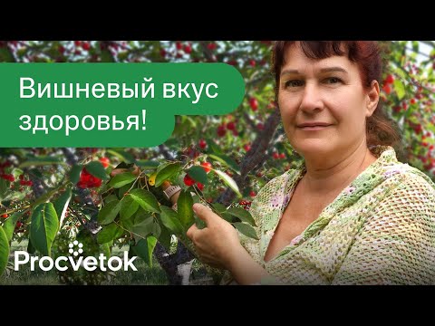 Видео: ВИШНЕВЫЕ ЛИСТЬЯ МОРОЖУ МЕШКАМИ и получаю чудесное средство от отеков и воспалений!