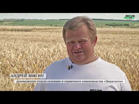 Видео: Озимая пшеница. Собственная селекционная программа. ЭкоНива-Семена