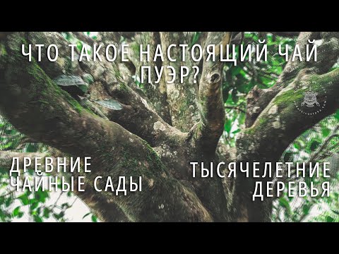 Видео: ЧТО ТАКОЕ НАСТОЯЩИЙ ЧАЙ ПУЭР? Ч.2: Биндао, Древние Чайные Сады, Тысячелетнее Дерево. Фильм про Пуэр.